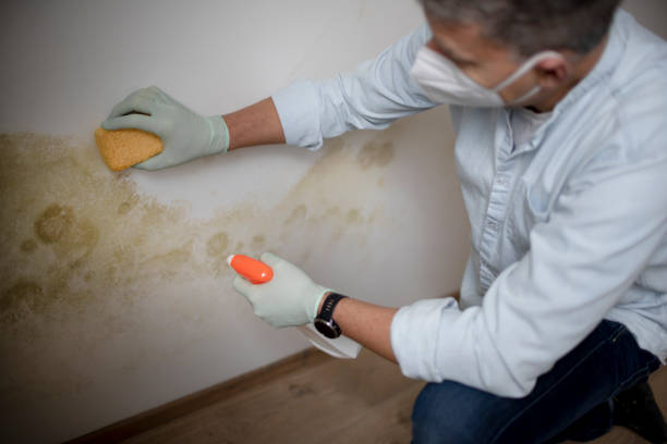 Best Attic Mold Remediation in Marianna, FL