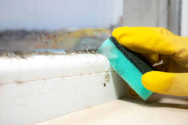 Best Residential Mold Remediation in Marianna, FL
