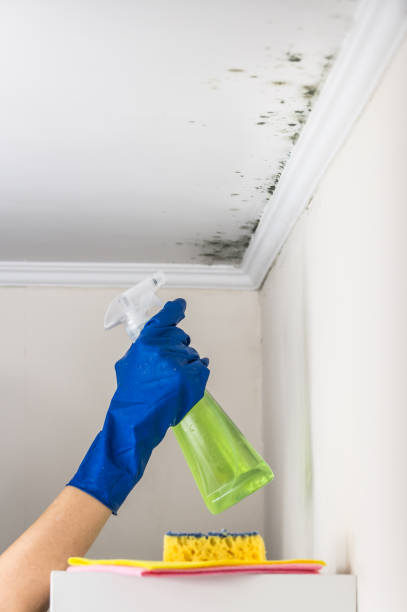Best Industrial Mold Remediation in Marianna, FL