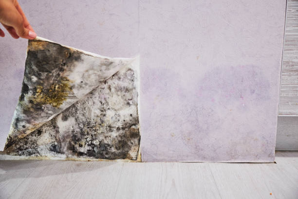 Best DIY Mold Remediation Support Services in Marianna, FL